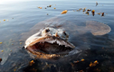 Nổi da gà 12 “quái vật biển” còn ghê sợ hơn cả cá mập