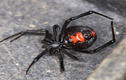 Run rẩy loài nhện sở hữu nọc độc gấp 15 lần rắn đuôi chuông