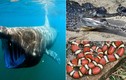 11 loài động vật tưởng nguy hiểm chết người nhưng thực chất vô hại 