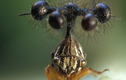 Loài côn trùng sở hữu “chiếc mũ” y hệt sinh vật ngoài hành tinh