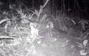 Đặt bẫy ảnh, phát hiện 4 loài cầy hiếm ở Khu bảo tồn Xuân Liên