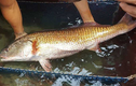 “Diện kiến” loài cá quý của Việt Nam, đại gia chi tiền tỷ săn lùng 