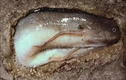 Kỳ lạ loài cá thích "chui lủi" trong lòng đất, mỏi mắt tìm không ra 