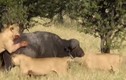 Video: Đàn sư tử bất lực trước sự hung hăng của trâu rừng