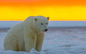 Bất ngờ giả thuyết người ngoài hành tinh nặng bằng gấu Bắc Cực