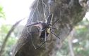 Tuyệt chiêu giăng “thiên la địa võng” săn mồi của nhện khổng lồ Nephila