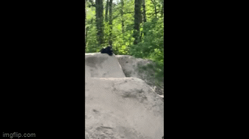 Video: Người đi xe đạp quay xe ngoạn mục để tránh gấu đen hoang dã