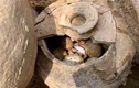 Vì sao giới khảo cổ luôn run sợ khi nhìn thấy trứng trong mộ cổ?