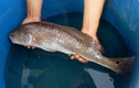 Kinh ngạc thứ quý như vàng trong bụng loài cá đắt nhất Việt Nam