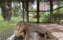 Kỳ đà khổng lồ đi lạc ở Khánh Hoà: Loài cực hiếm!