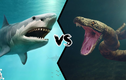Nếu cá mập Megalodon “đụng độ” trăn Titanoboa, chuyện gì sẽ xảy ra?