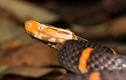 Top loài rắn đẹp mê nhưng độc chết người, có đầy ở Việt Nam 
