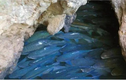 Lạ lùng hang động “nhả ra” hàng chục nghìn con cá mỗi năm