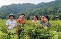 Một nơi xa xôi ở Thanh Hóa, nông dân trồng vô số cây dược liệu