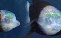 Giật mình loài cá lập dị nhất biển sâu: Đầu trong suốt, mắt xoay ngược 