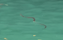 Du khách la hét, hoảng loạn bỏ chạy khi rắn xuất hiện trong hồ bơi