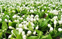 Loài hoa ở Việt Nam đầy rẫy, ra nước ngoài thành... “ngọc trắng” đắt đỏ