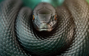 5 loài rắn độc nhất thế gian: Số 3 ở Việt Nam rất nhiều! 