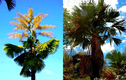 Kinh ngạc 4 loài cây “chờ cả đời người” mới chịu trổ hoa