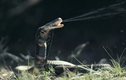 Sự thật loài rắn hổ mang phun nọc độc đáng sợ nhất hành tinh
