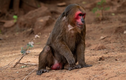 Thả khỉ mặt đỏ về rừng Bình Phước: Loài “quý như vàng” ở VN!