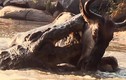 Video: Cá sấu ra đòn chớp nhoáng, hạ sát linh dương đầu bò