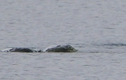 Sốt xình xịch bức ảnh chụp quái vật hồ Loch Ness giấu kín nhiều năm