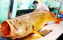 Loài cá đắt đỏ nhất Việt Nam: Cả thế giới thi nhau săn lùng! 