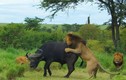 Video: Trâu rừng giành chiến thắng khó tin trong cuộc chiến với bầy sư tử