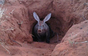 Bó tay loài động vật xấu nhất hành tinh: Mõm heo, tai thỏ, đuôi kangaroo