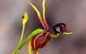 8 loài hoa kỳ quặc nhất hành tinh: Nghe tên đã thấy dị!
