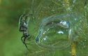 Tận mục loài nhện kỳ lạ nhất Trái Đất, săn mồi dưới nước "thành thần"