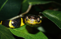 Nhận diện 8 loài rắn độc nhất Việt Nam: Chớ dại bén mảng đến gần! 
