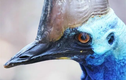Loài chim nguy hiểm nhất TG: Ngoại hình giống hệt quái thú thời tiền sử