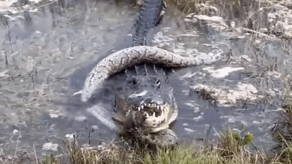 Clip: Cá sấu nuốt chửng trăn khổng lồ sau trận tử chiến