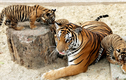 Việt Nam sở hữu loài hổ quý hiếm nhất hành tinh, nghi đã tuyệt chủng