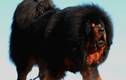 Soi loài chó “chúa tể thảo nguyên”, giá cực chát 46 tỷ đồng 