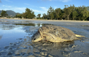Tận mục rùa xanh nặng 80kg mắc cạn ở Côn Đảo: Loài trong Sách Đỏ!