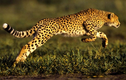 Top động vật chạy nhanh nhất hành tinh: Báo đốm không phải số 1! 