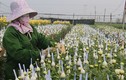 Làng hoa lớn nhất ở Nam Định tất bật vào vụ Tết Nguyên đán