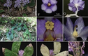 Loài thực vật chưa từng thấy trên thế giới xuất hiện tại Việt Nam