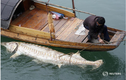 Quái ngư sông Dương Tử nặng hơn 600 kg, 4 người vác không nổi 