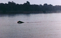 Chi tiết bất ngờ về thủy quái khổng lồ ẩn náu dưới sông Congo 