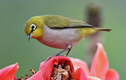 Mê mẩn vẻ đẹp của các loài chim vành khuyên Việt Nam