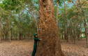 Mãn nhãn vẻ đẹp rừng cao su 100 tuổi ở Đồng Nai