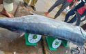 Cá cờ 200kg và loạt quái ngư khủng sa lưới ngư dân Việt