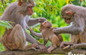 Khỉ vàng được thả về Vườn Quốc gia Vũ Quang quý hiếm cỡ nào?