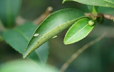 Loài cây đặc biệt của Việt Nam, càng nhiều sâu cắn càng đắt giá