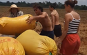 Du khách nước ngoài hào hứng xuống ruộng thu hoạch lúa ở miền Tây