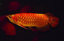 Top loài cá đắt đỏ nhất hành tinh, số 1 trong Sách Đỏ Việt Nam